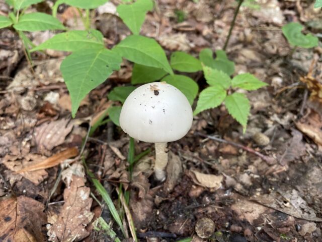 50代で無職になってから8ヶ月 楽しい生き方を考える ふぃふブロ Fifblo アラフィフ 50歳 サラリーマン ブログ